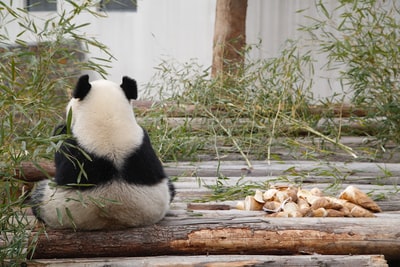 白色和黑色熊猫坐在绿叶植物附近